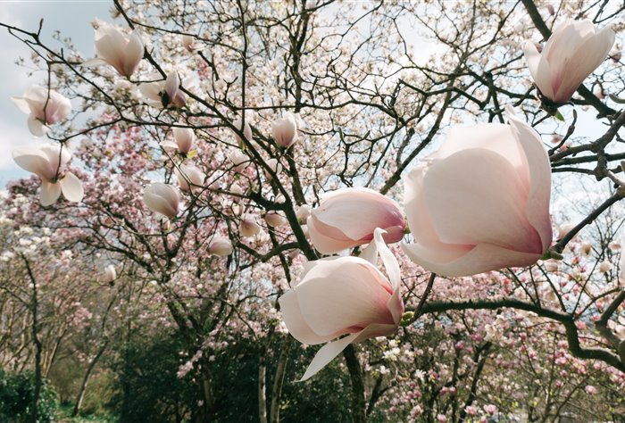 Dal 29 marzo riapre il Giardino Viatori!